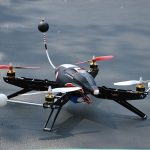 drone especies